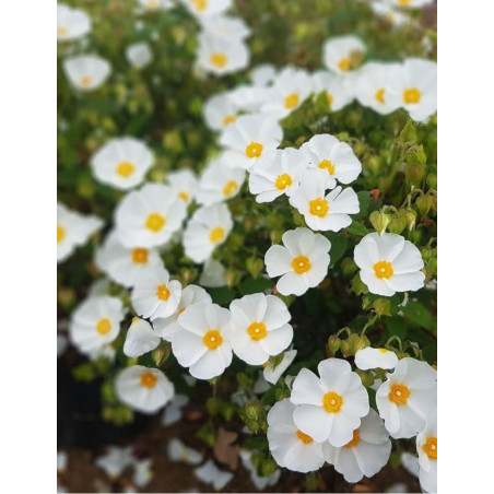 CISTUS corbariensis