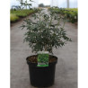 CHOISYA ternata GREENFINGERS En pot de 10-12 litres