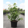 CHIMONANTHUS praecox En pot de 10-12 litres