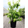 CHIMONANTHUS praecox En pot de 15-20 litres