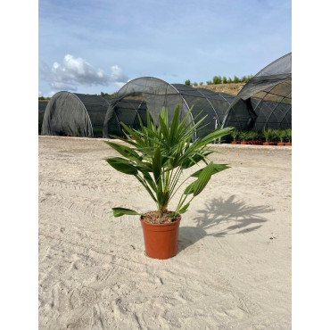 CHAMAEROPS humilis En pot de 7-10 litres