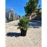 CHAMAEROPS humilis En pot de 15-20 litres