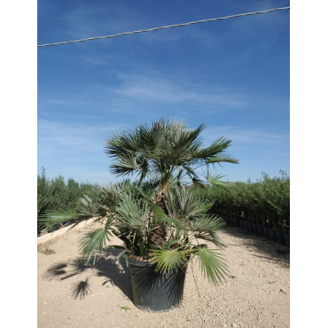 CHAMAEROPS humilis En pot de 130-150 litres forme cépée