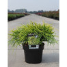 CHAMAECYPARIS pisifera SUNGOLD En pot de 4-5 litres