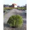 CHAMAECYPARIS pisifera SUNGOLD En pot de 7-10 litres