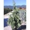 CHAMAECYPARIS nootkatensis PENDULA En pot de 35-50 litres