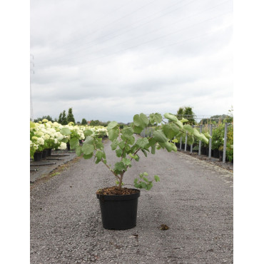 CERCIS siliquastrum En pot de 10-12 litres