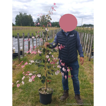 CERCIS canadensis CAROLINA SWEETHEART En pot de 15-20 litres forme baliveau