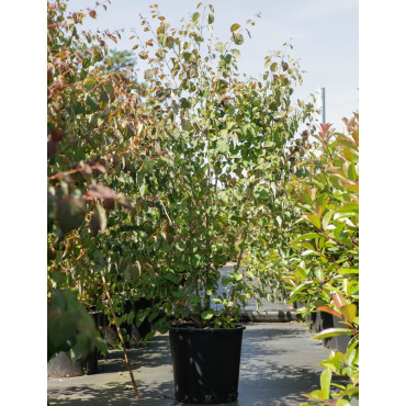 CERCIDIPHYLLUM japonicum En pot de 25-30 litres