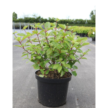 CEPHALANTHUS occidentalis En pot de 10-12 litres