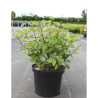 CEPHALANTHUS occidentalis En pot de 10-12 litres