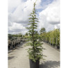 CEDRUS libani En pot de 15-20 litres