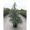 CEDRUS deodara En pot de 15-20 litres