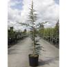 CEDRUS atlantica GLAUCA En pot de 15-20 litres