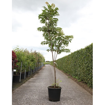 CEDRELA sinensis FLAMINGO En pot de 25-30 litres