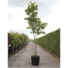 CEDRELA sinensis FLAMINGO En pot de 25-30 litres