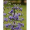 CARYOPTERIS clandonensis HEAVENLY BLUE