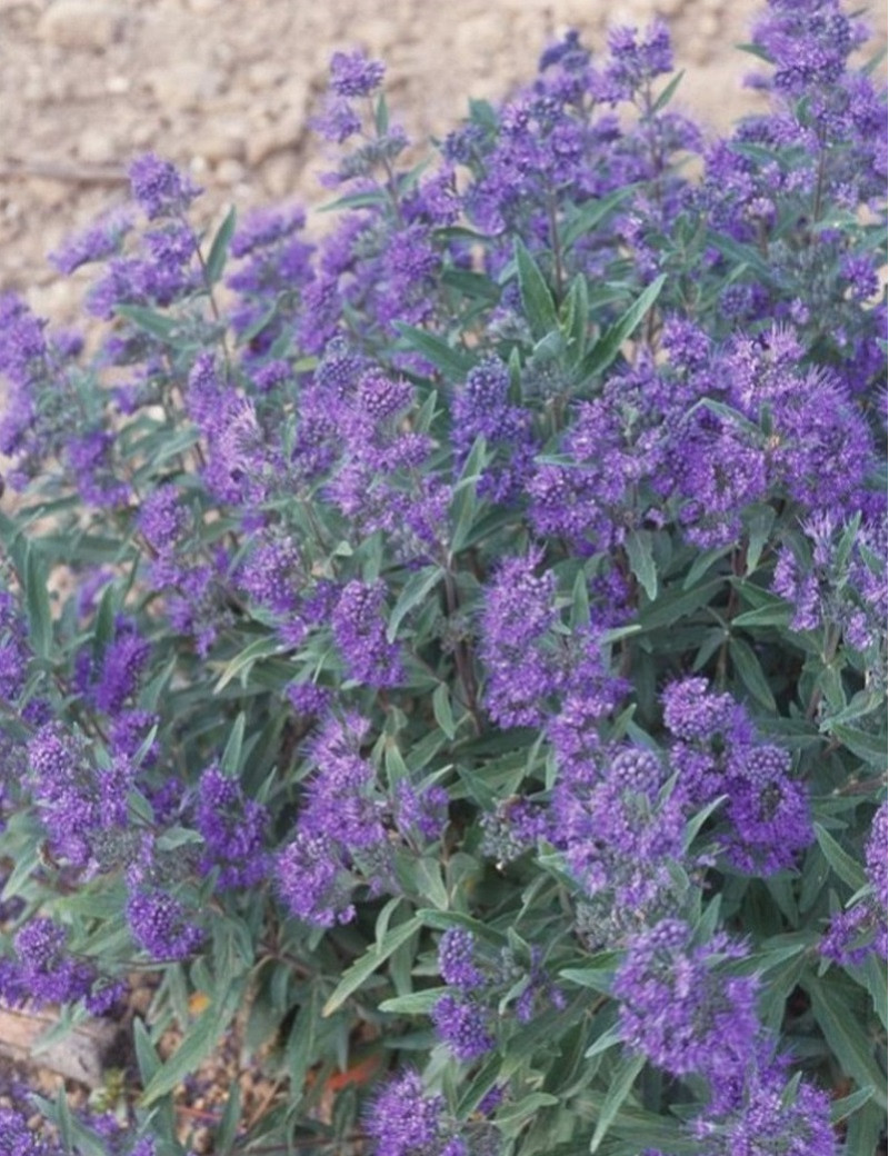 CARYOPTERIS clandonensis HEAVENLY BLUE