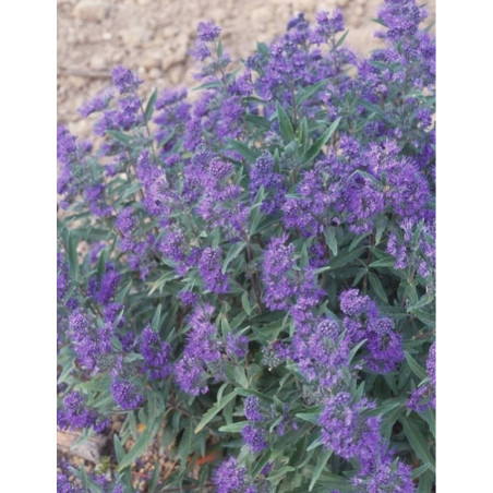 CARYOPTERIS clandonensis HEAVENLY BLUE