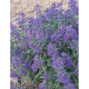 CARYOPTERIS clandonensis HEAVENLY BLUE