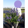 CARYOPTERIS clandonensis HEAVENLY BLUE En pot de 4-5 litres