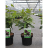 CALYCANTHUS floridus En pot de 4-5 litres