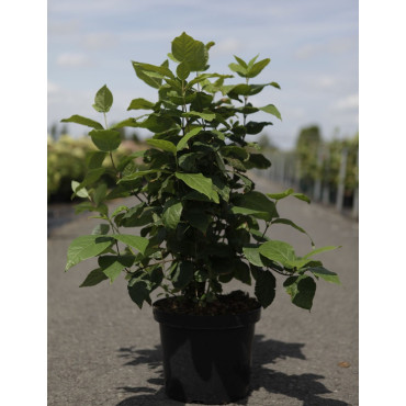 CALYCANTHUS floridus En pot de 10-12 litres