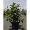 CALYCANTHUS floridus En pot de 10-12 litres