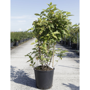 CALYCANTHUS floridus En pot de 15-20 litres