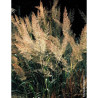 CALAMAGROSTIS brachytricha