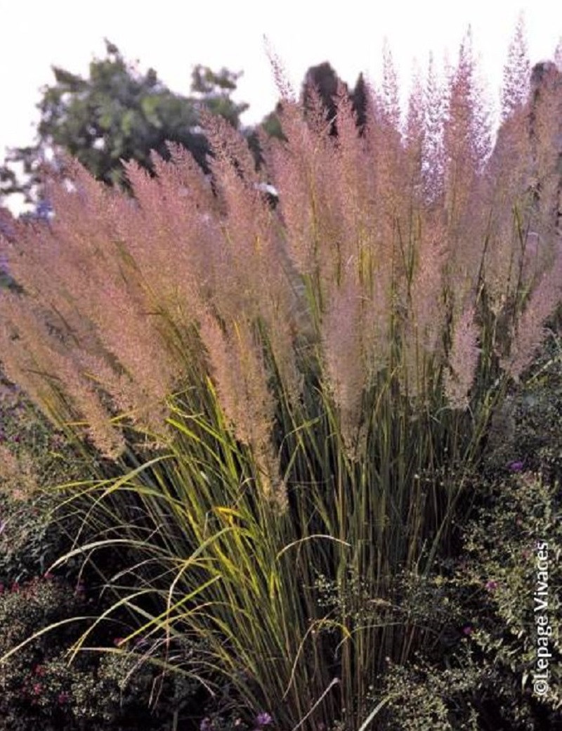 CALAMAGROSTIS brachytricha