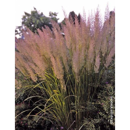 CALAMAGROSTIS brachytricha