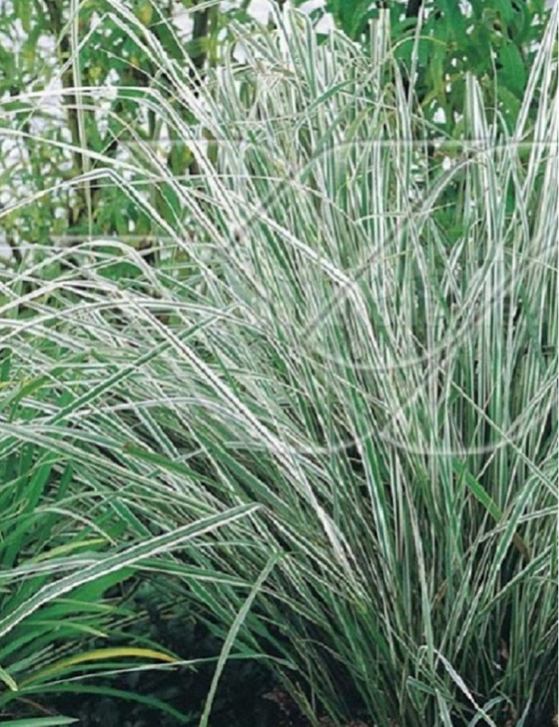 CALAMAGROSTIS acutiflora AVALANCHE