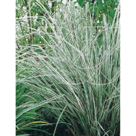 CALAMAGROSTIS acutiflora AVALANCHE