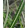 CALAMAGROSTIS acutiflora AVALANCHE