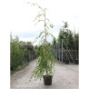 BETULA verrucosa YOUNGII En pot 15-20 litres forme baliveau