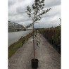 BETULA verrucosa PURPUREA En pot de 15-20 litres forme baliveau