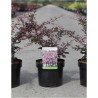 BERBERIS thunbergii ROSE GLOW En pot de 3-4 litres