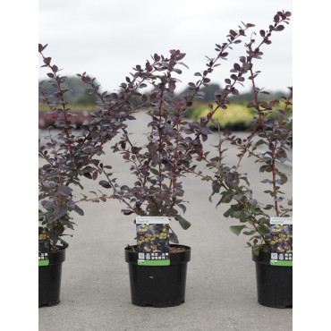 BERBERIS ottawensis AURICOMA En pot de 3-4 litres