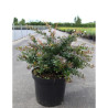 BERBERIS media RED JEWEL En pot de 10-12 litres