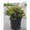 BERBERIS buxifolia NANA En pot de 10-12 litres