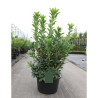 AZALEA mollis En pot de 15-20 litres