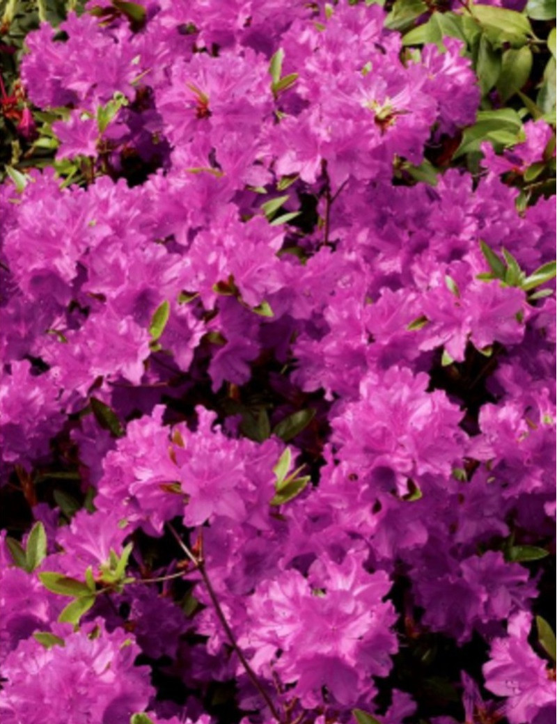 AZALEA japonica PURPLE SPLENDOR