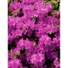 AZALEA japonica PURPLE SPLENDOR