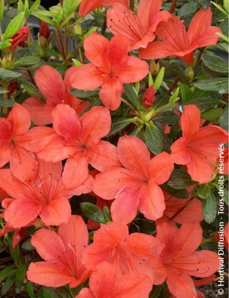 AZALEA japonica ORANGE WAY