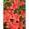 AZALEA japonica ORANGE WAY