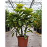 AUCUBA japonica CROTONIFOLIA  En pot de 15-20 litres