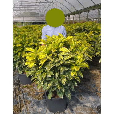 AUCUBA japonica CROTONIFOLIA  En pot de 35-50 litres