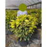 AUCUBA japonica CROTONIFOLIA  En pot de 35-50 litres