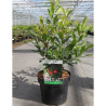 ARBUTUS unedo RUBRA En pot de 4-5 litres